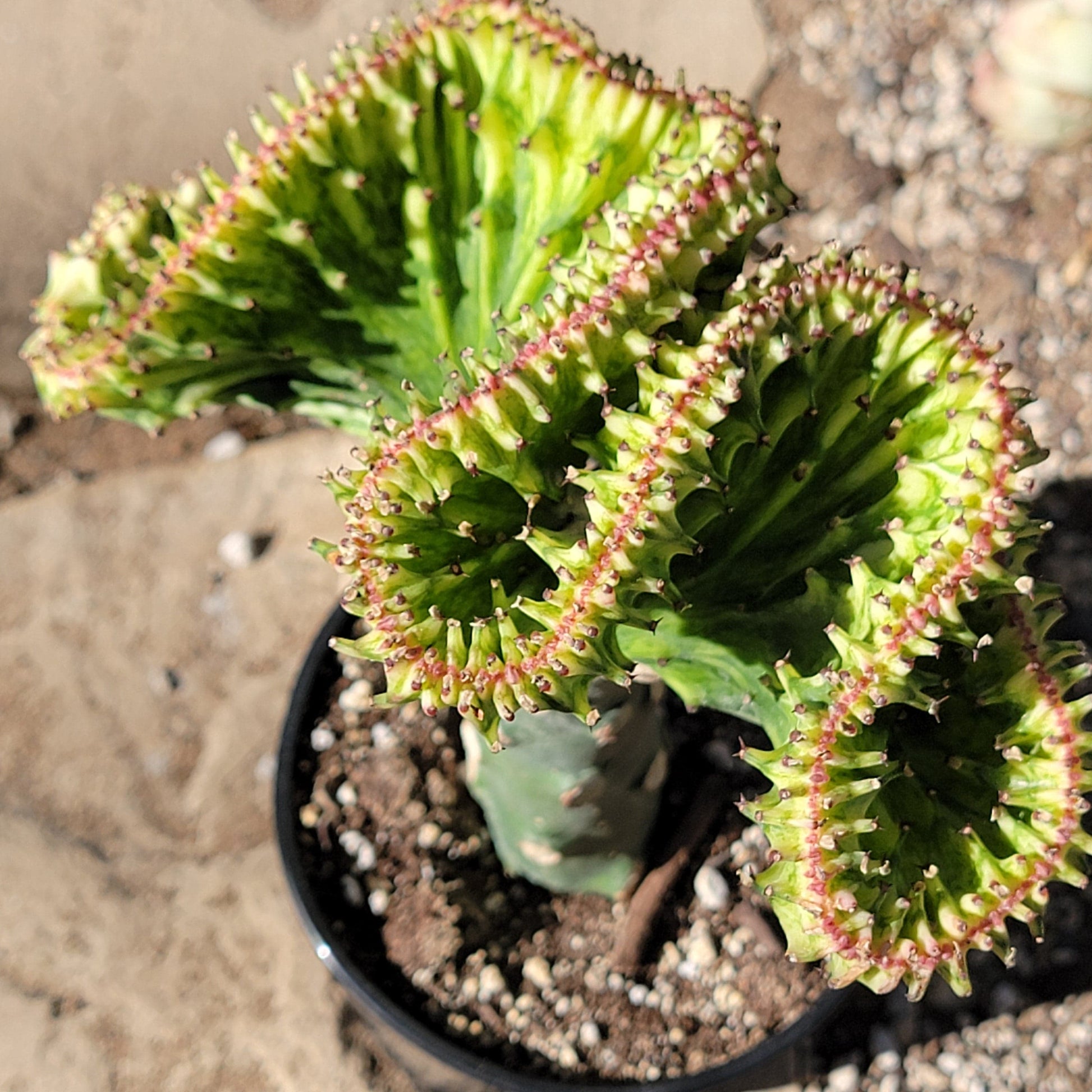 crested mermaid tail succulent Euphorbia Lactea Crested 'Mermaid Tail' 'Coral Cactus' – DesertScapeSucculent
