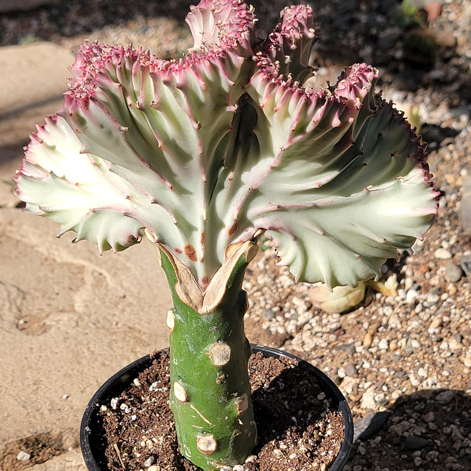 DesertScapeSucculent Succulent 5" Light Green w/ Pink Euphorbia Lactea Crested 'Mermaid Tail' 'Coral Cactus'