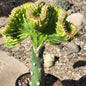 Euphorbia Lactea Crested 'Mermaid Tail' 'Coral Cactus' - 5" Neon Green - Cactus - DesertScapeSucculent