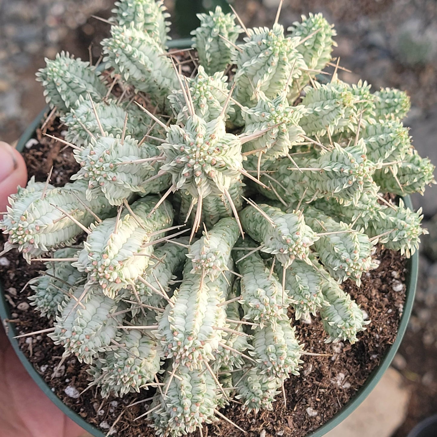 Euphorbia mammillaris f. 'Épi de Maïs Indien' Var.