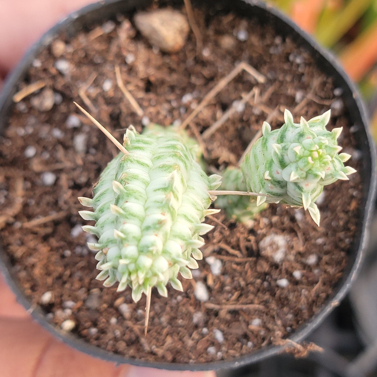 Euphorbia mammillaris f. 'Épi de Maïs Indien' Var.