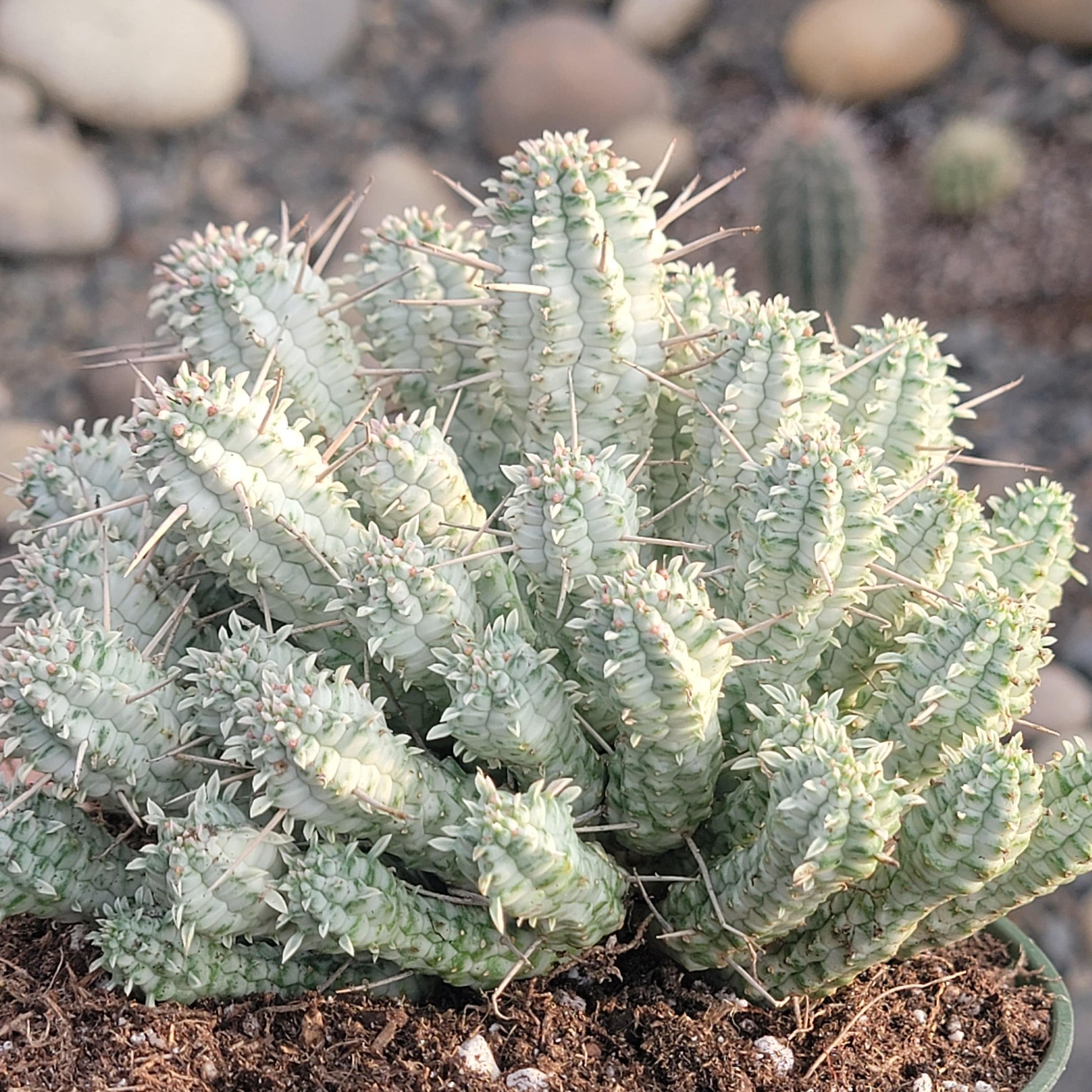 DesertScapeSucculent Succulent 6" A Euphorbia mammillaris f. ‘Indian Corn Cob’ Var.