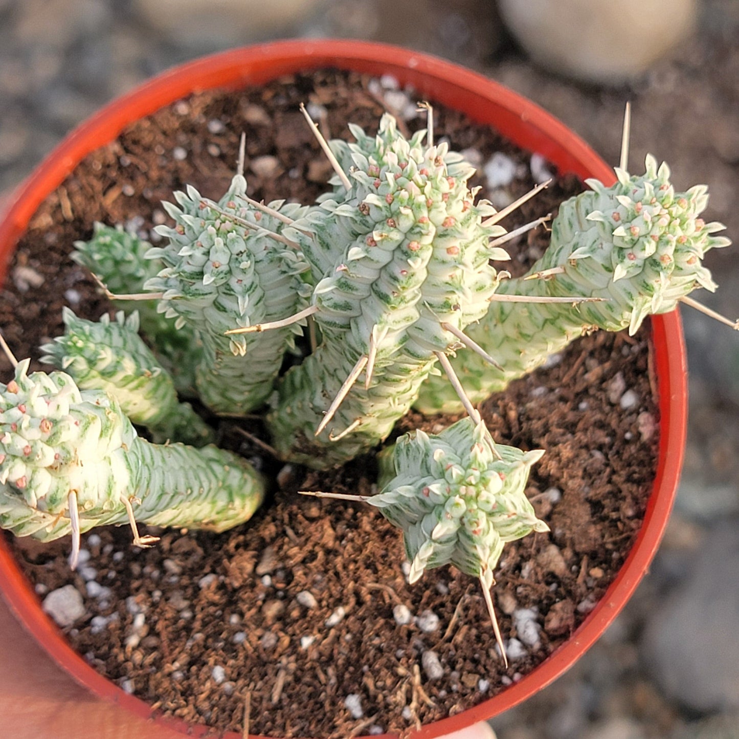 Euphorbia mammillarisf. 'Mazorca de maíz indio' Var.