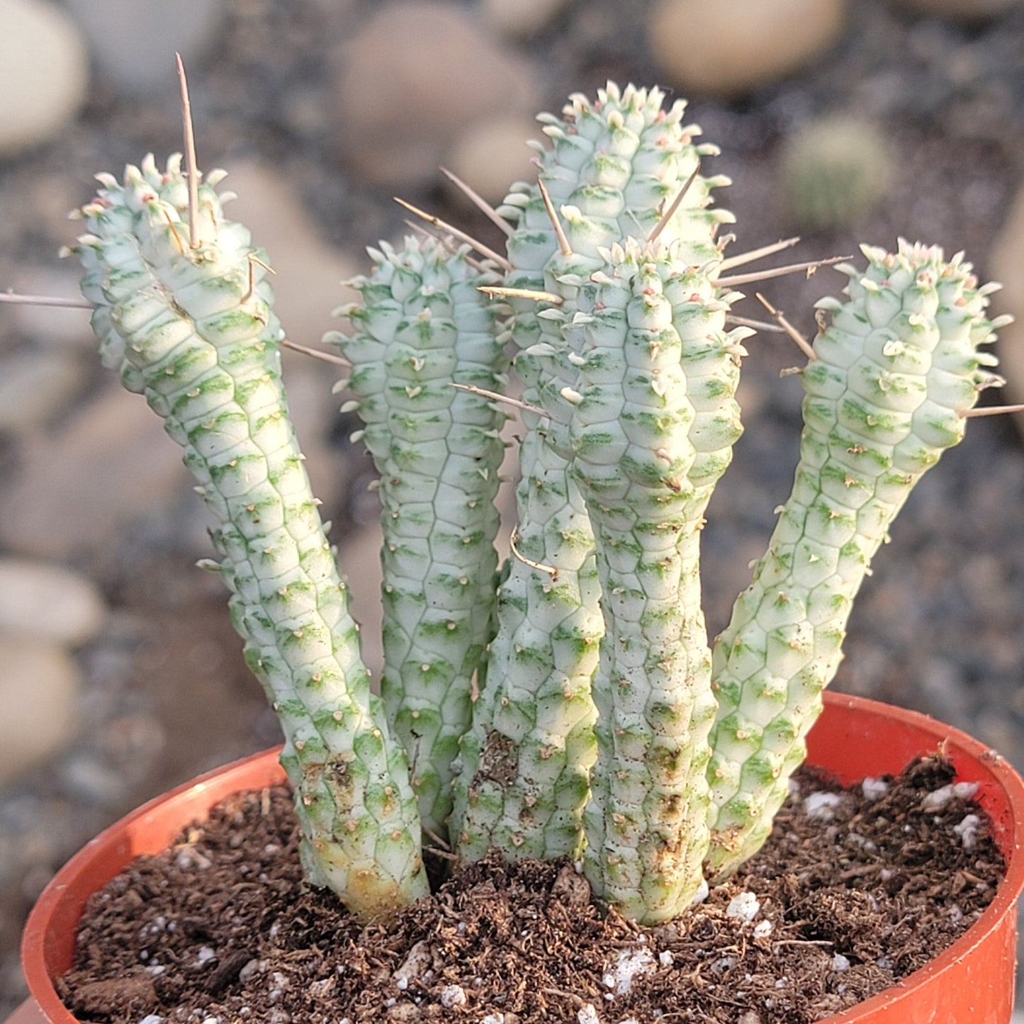 Euphorbia mammillaris f. ‘Indian Corn Cob’ Var.