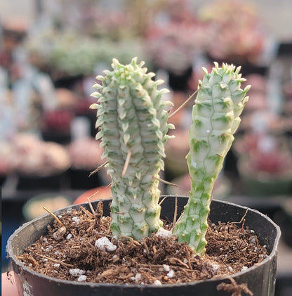 Euphorbia mammillaris f. 'Épi de Maïs Indien' Var.