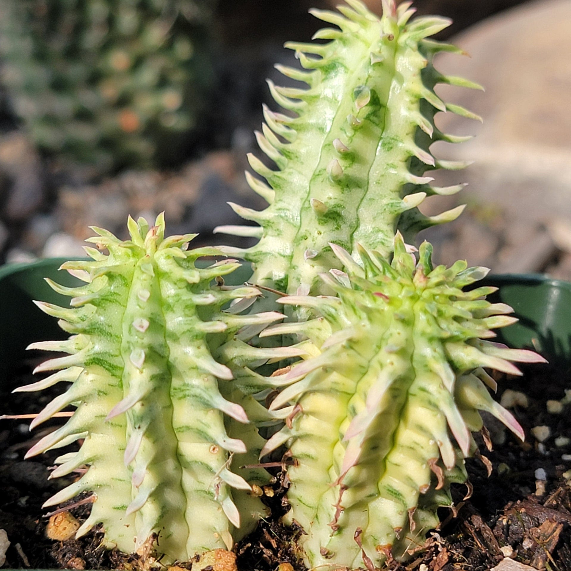 corn cob succulent Euphorbia mammillaris 'Corn on the Cob' – DesertScapeSucculent