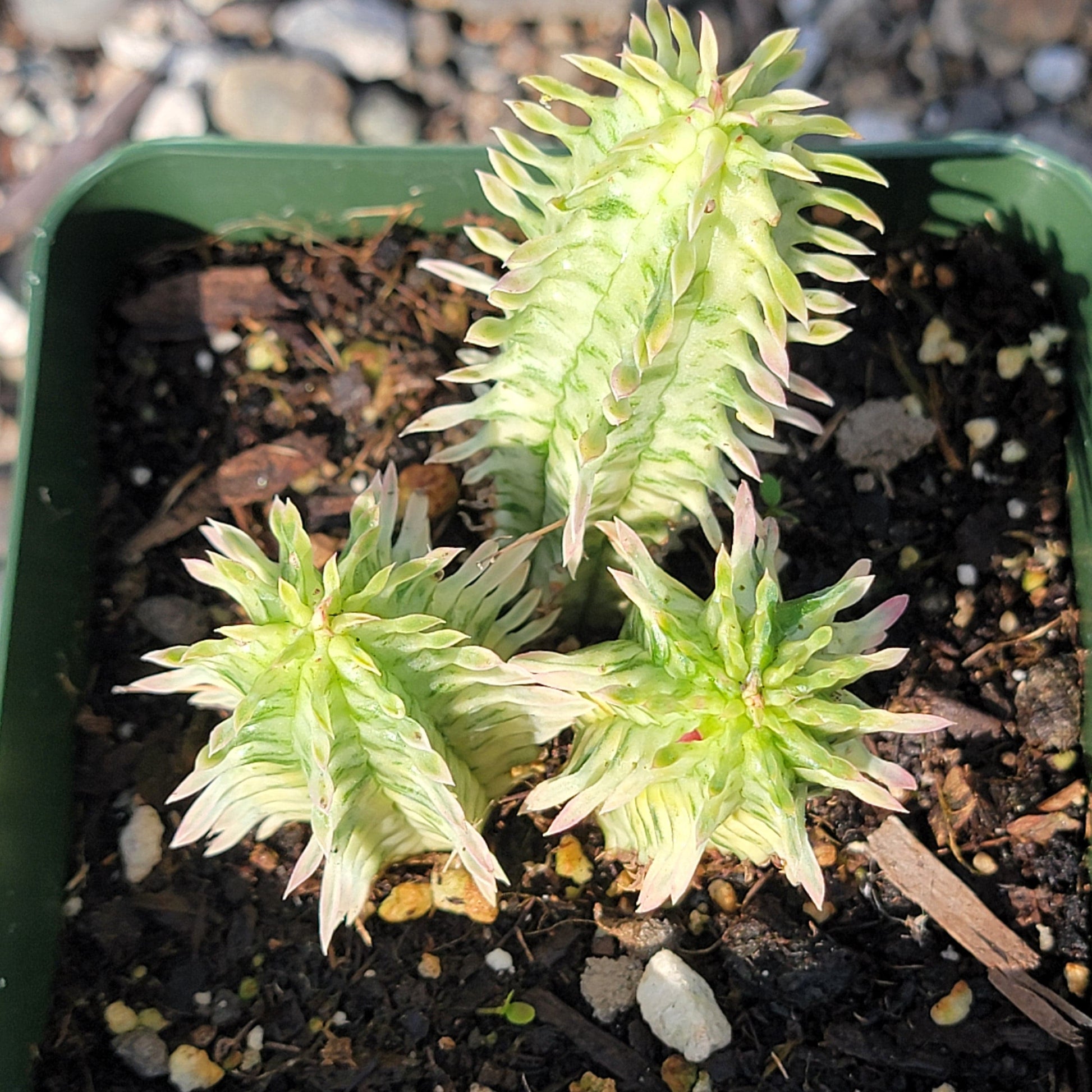 cactus soil for corn plant Euphorbia mammillaris 'Corn on the Cob' – DesertScapeSucculent