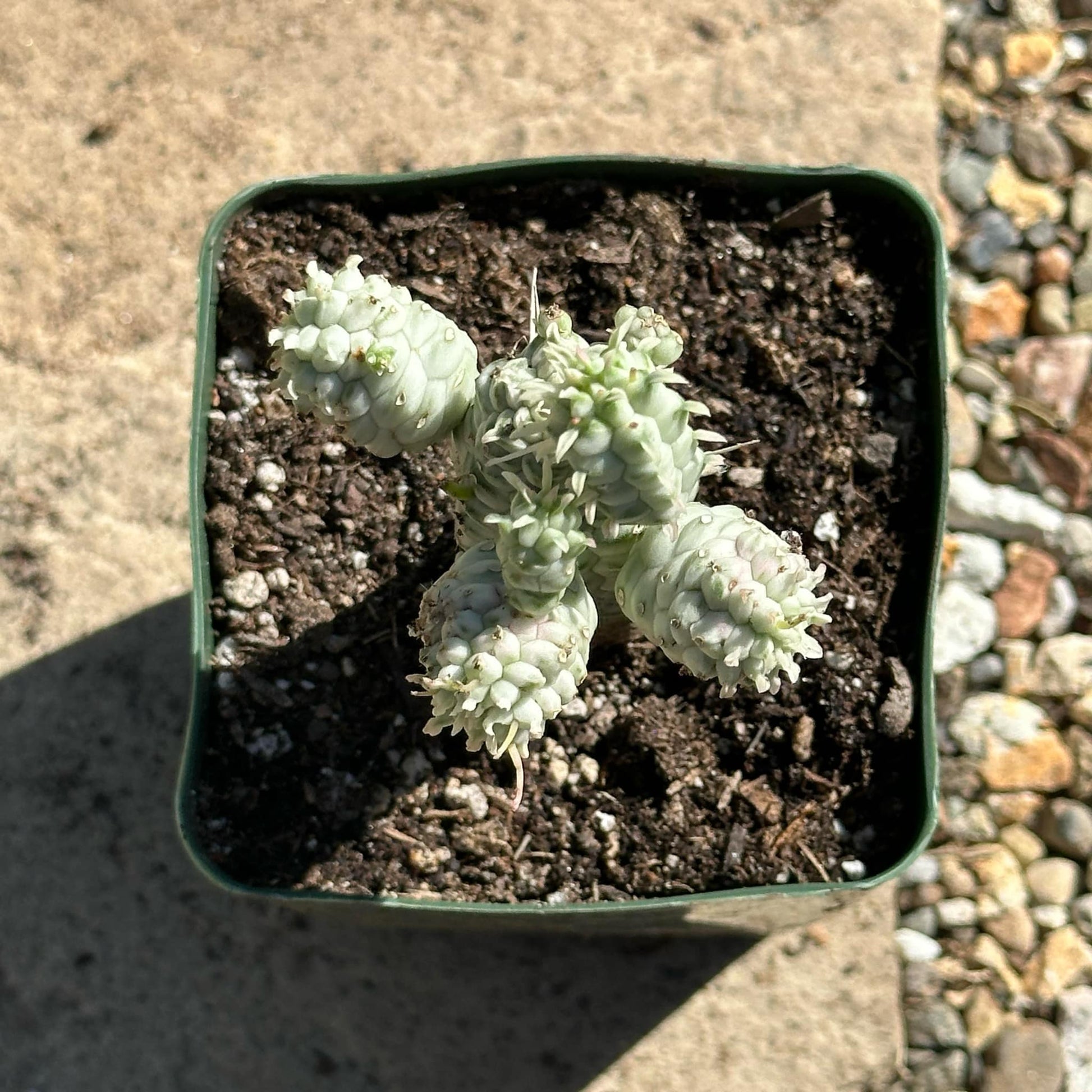 corn cob succulent Euphorbia mammillaris 'Indian Corn Cob' Var. – DesertScapeSucculent