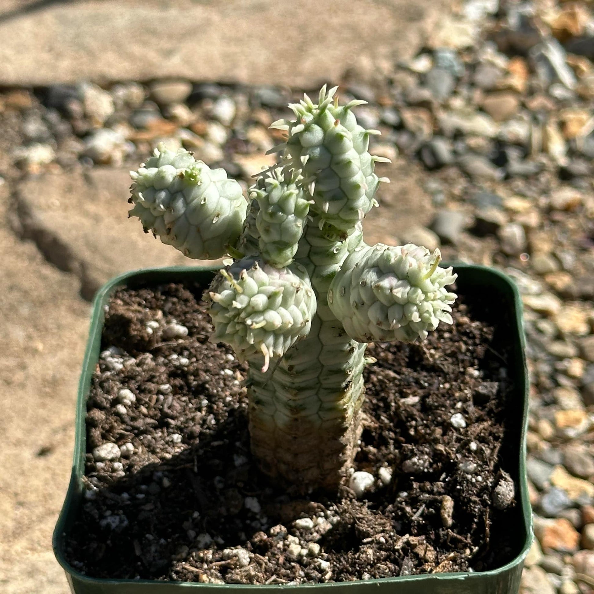 succulent corn Euphorbia mammillaris 'Indian Corn Cob' Var. – DesertScapeSucculent