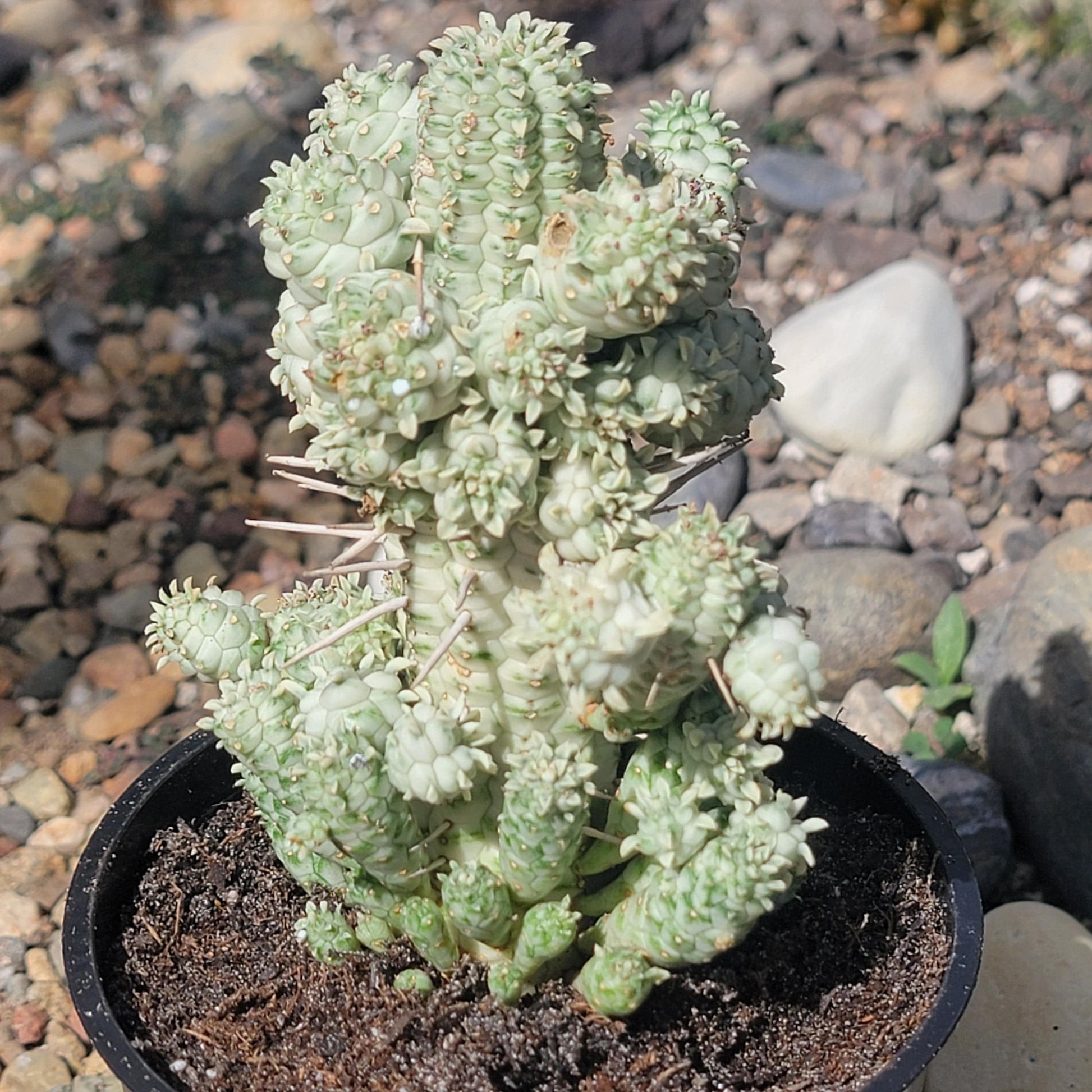 euphorbia mammillaris variegata Euphorbia mammillaris 'Indian Corn Cob' Var. – DesertScapeSucculent