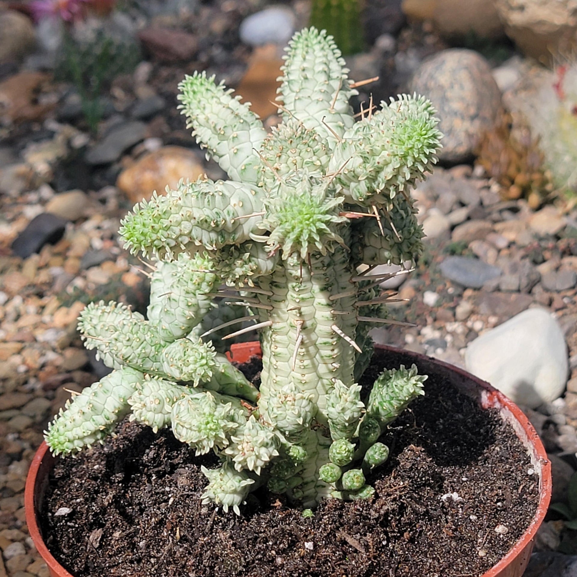indian corn cob succulent Euphorbia mammillaris ‘Indian Corn Cob’ Var