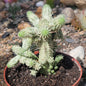 Euphorbia mammillaris ‘Indian Corn Cob’ Var. - 6 Inch Assorted - Succulent - DesertScapeSucculent