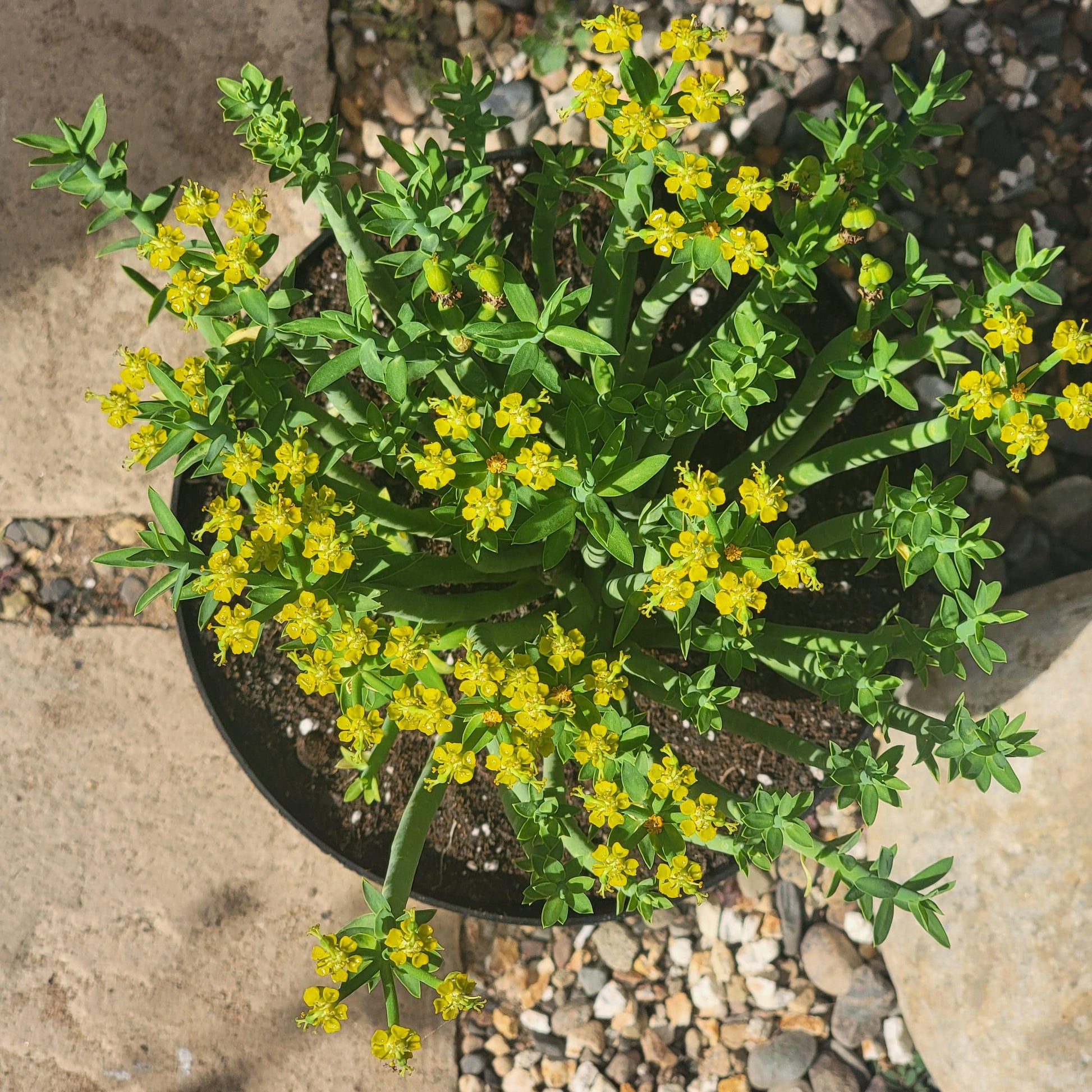 tiny yellow succulent Euphorbia mauritanica 'Pencil Milkbush' – DesertScapeSucculent