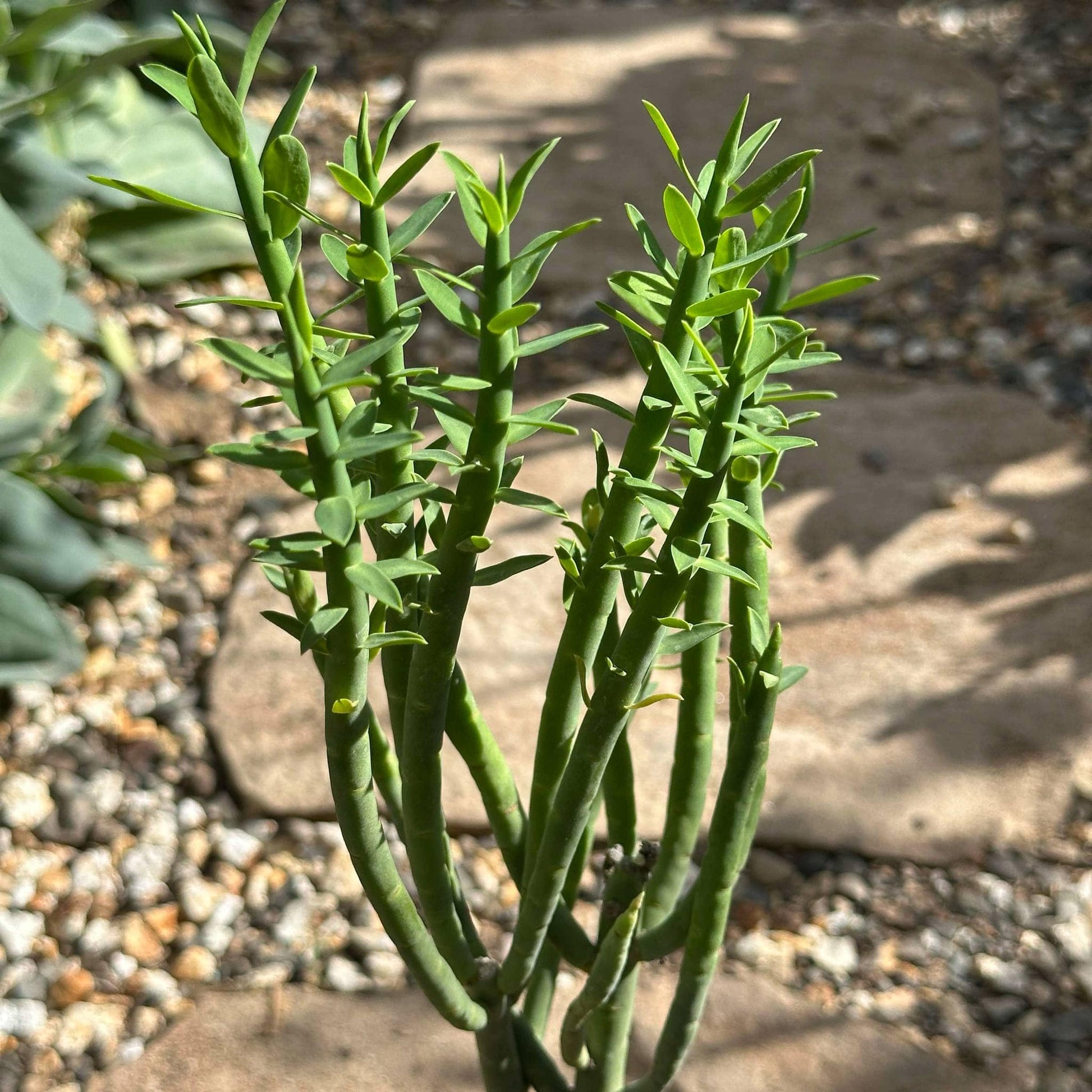 pencil cactus milk Euphorbia mauritanica 'Pencil Milkbush' – DesertScapeSucculent