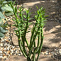 Euphorbia mauritanica 'Pencil Milkbush' - 4 Inch Assorted - Succulent - DesertScapeSucculent