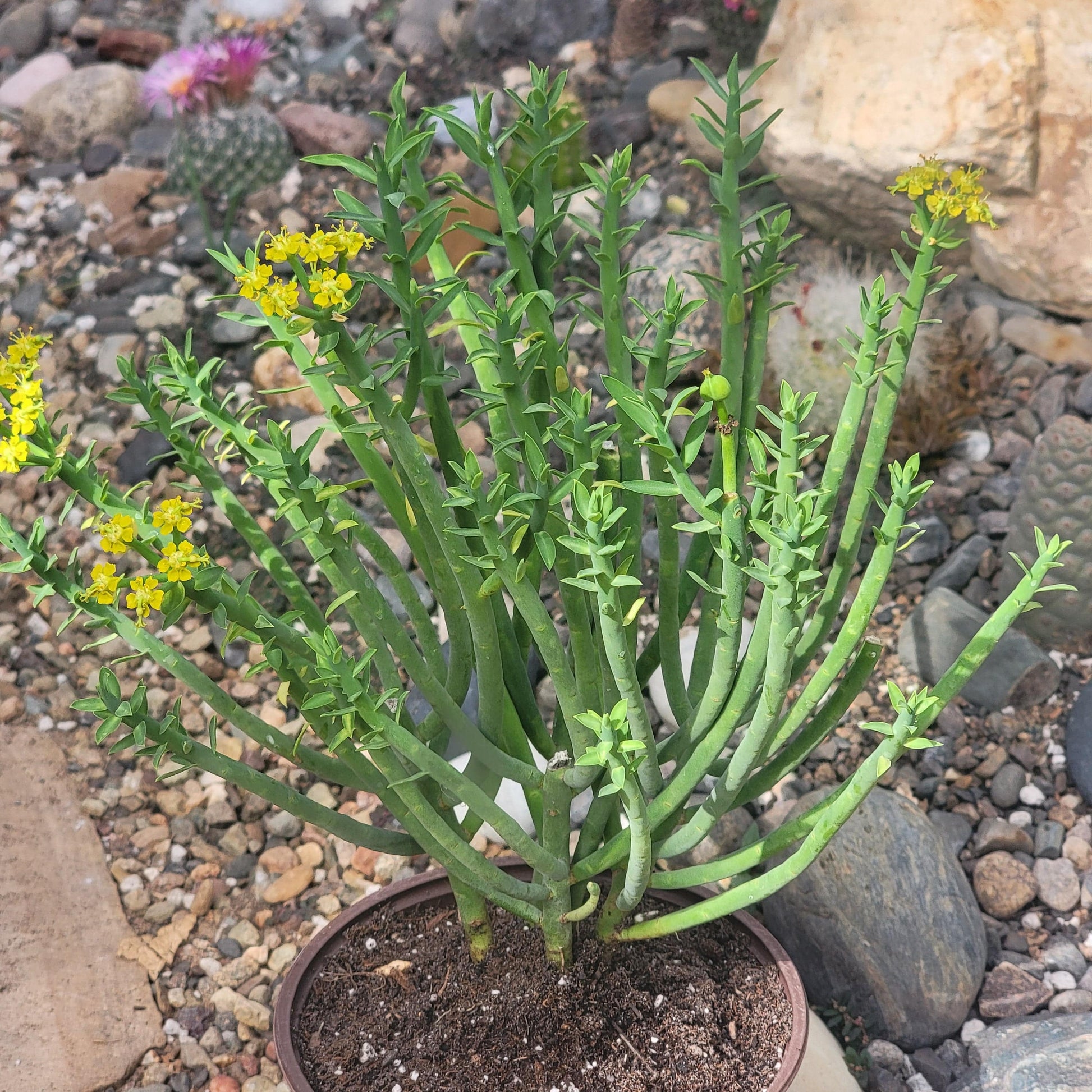milk plant succulent Euphorbia mauritanica 'Pencil Milkbush' – DesertScapeSucculent