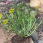Euphorbia mauritanica 'Pencil Milkbush' - 6 Inch Assorted - Succulent - DesertScapeSucculent