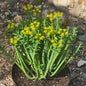 Euphorbia mauritanica 'Pencil Milkbush' - 8 Inch Assorted - Succulent - DesertScapeSucculent