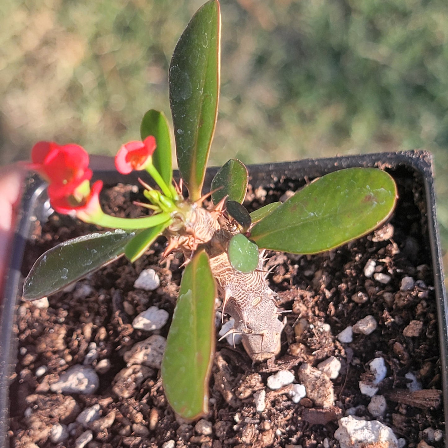 Euphorbia Milii 'Couronne d'épines'