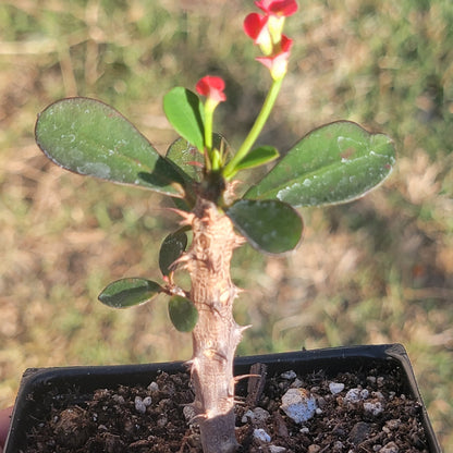 Euphorbia Milii 'Couronne d'épines'