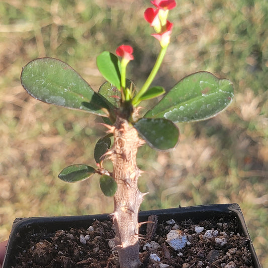 Euphorbia Milii 'Corona de espinas'