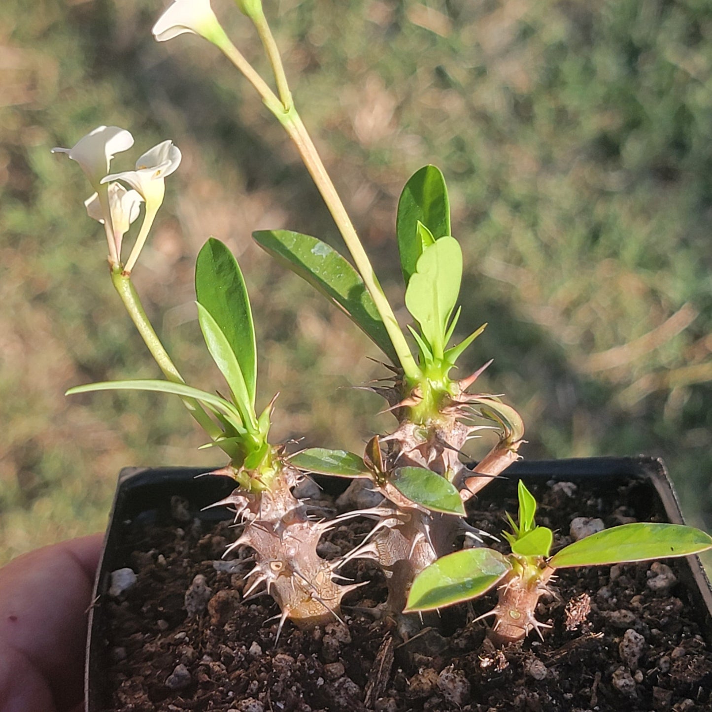 Euphorbia Milii 'Corona de espinas'