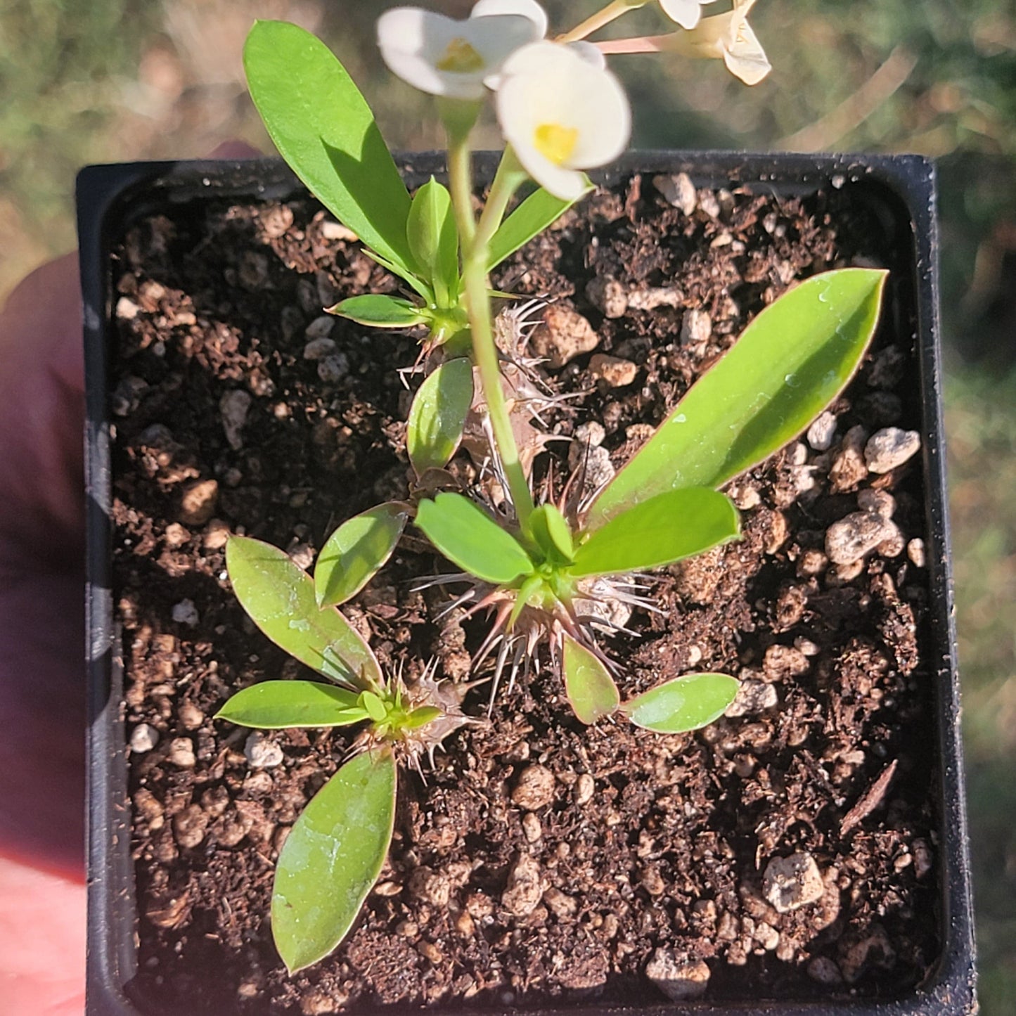 Euphorbia Milii 'Couronne d'épines'