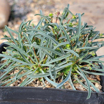 DesertScapeSucculent Succulent 4" Assorted Euphorbia multifolia