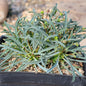Euphorbia multifolia - 5 Inch Assorted - Succulent - DesertScapeSucculent