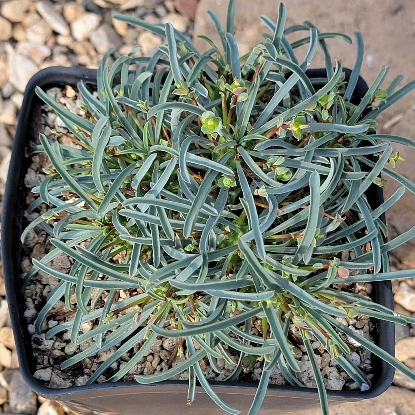 DesertScapeSucculent Succulent 4" Assorted Euphorbia multifolia