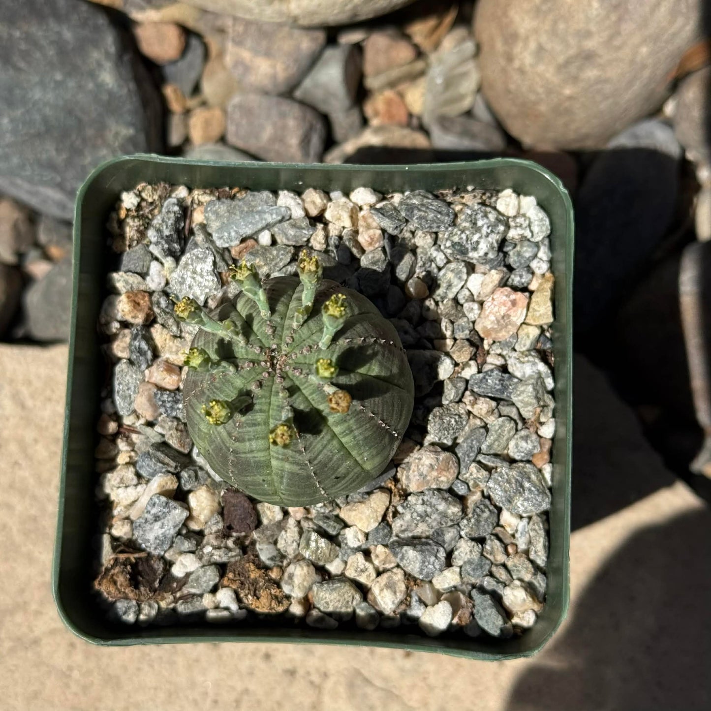 DesertScapeSucculent Succulent 4 Inch Euphorbia obesa 'Baseball Plant'