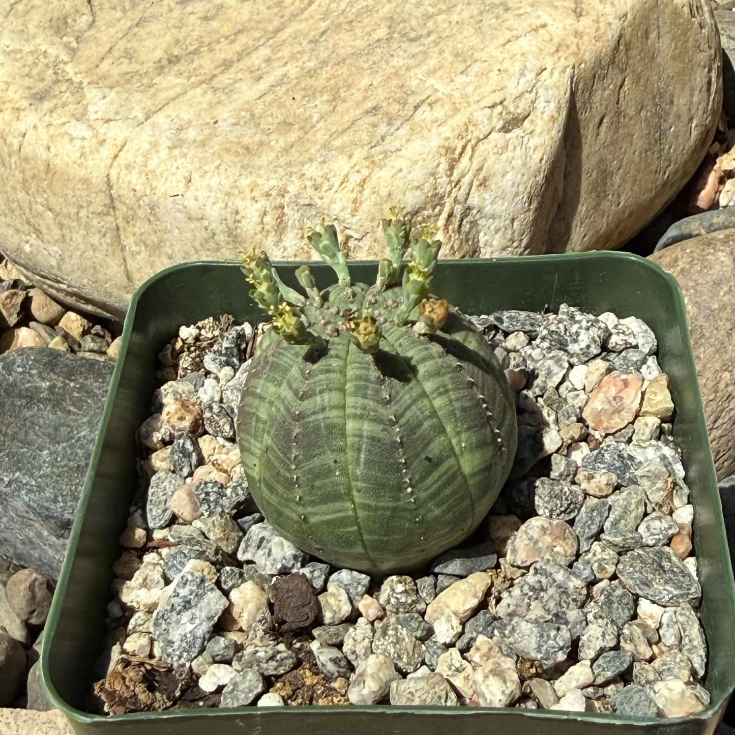 DesertScapeSucculent Succulent 4 Inch Euphorbia obesa 'Baseball Plant'