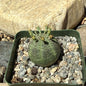 DesertScapeSucculent Succulent 4 Inch Euphorbia obesa 'Baseball Plant'