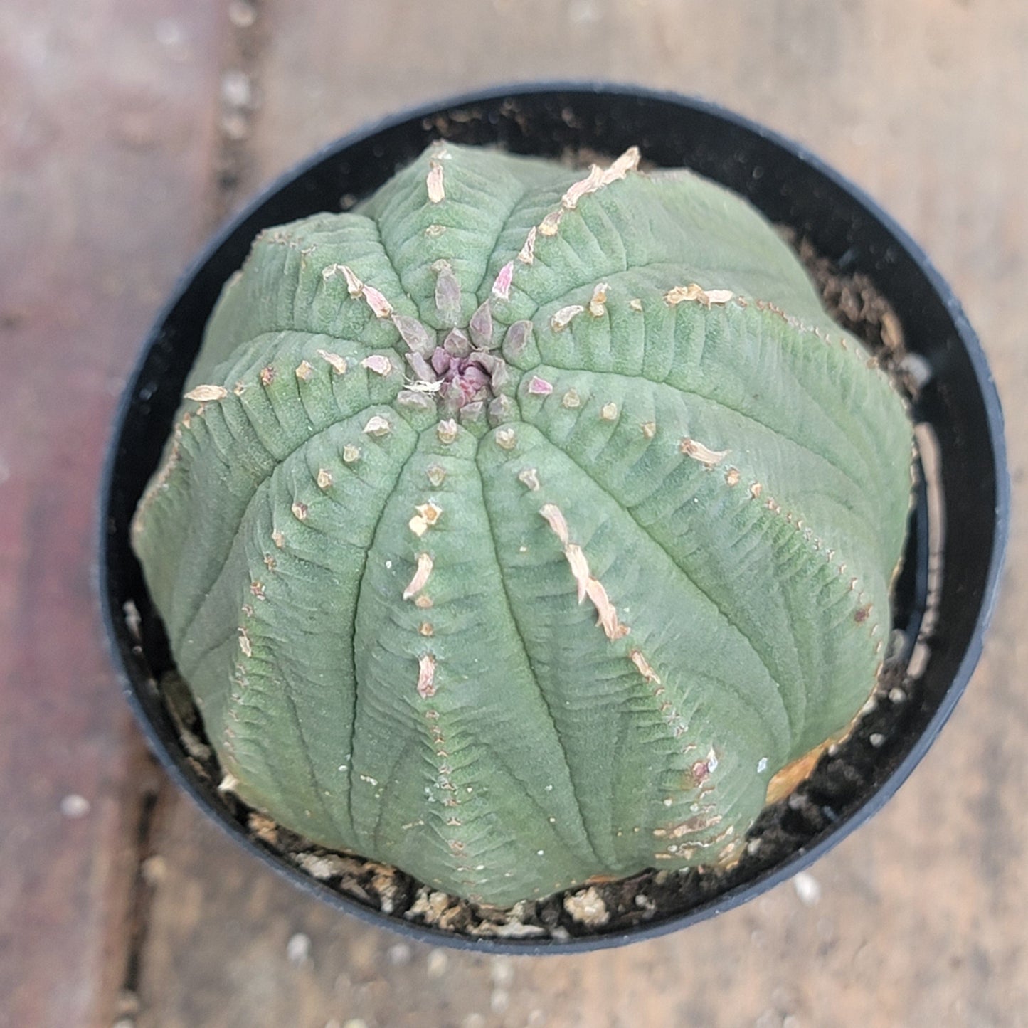 Euphorbia obesa 'Baseball Plant'