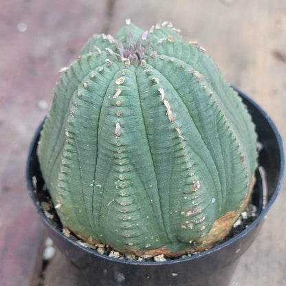 Euphorbia obesa 'Baseball Plant'