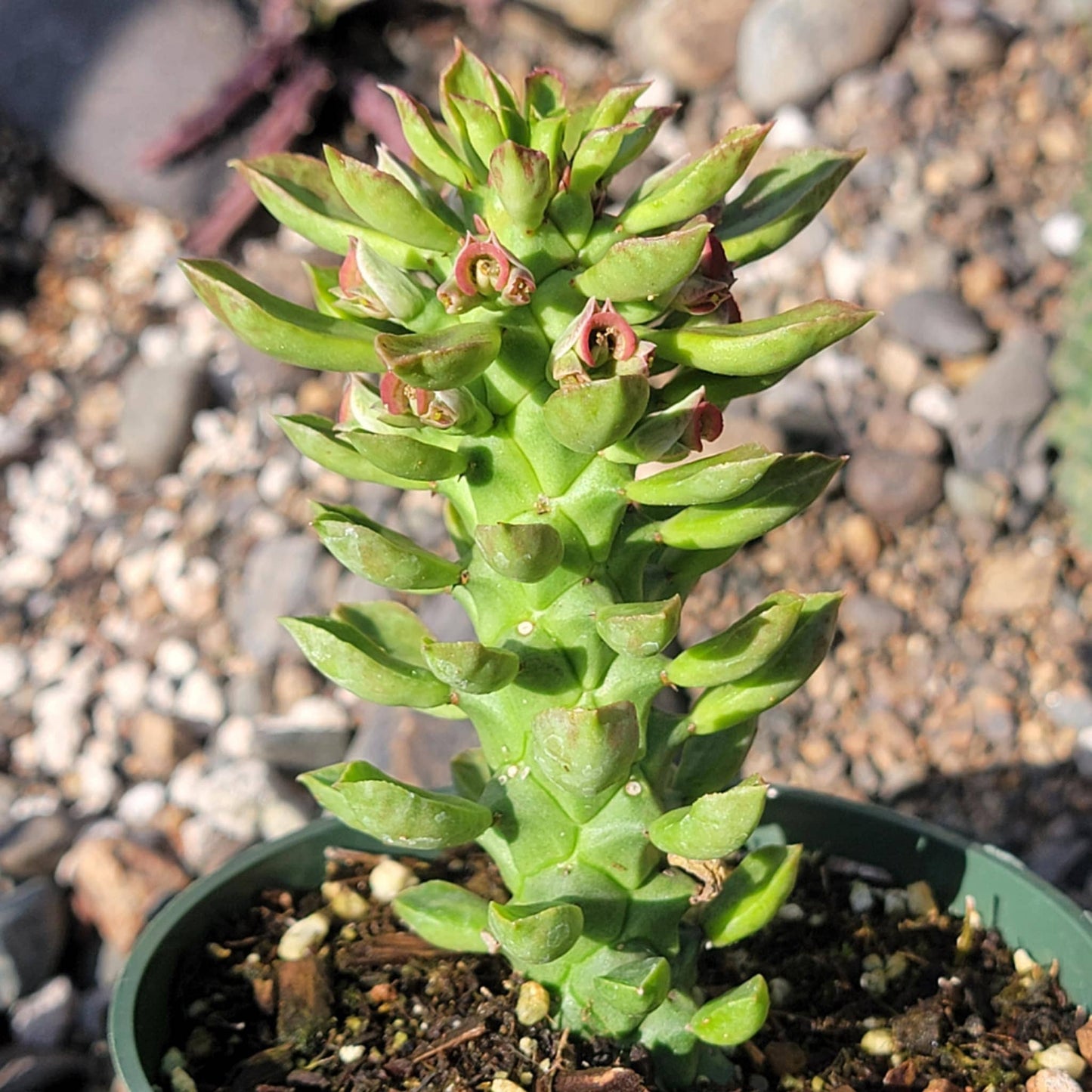 DesertScapeSucculent Succulent 4" Assorted Euphorbia  stapelioides 'Monadenium'