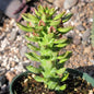 Euphorbia stapelioides 'Monadenium' - 4 Inch Assorted - Succulent - DesertScapeSucculent