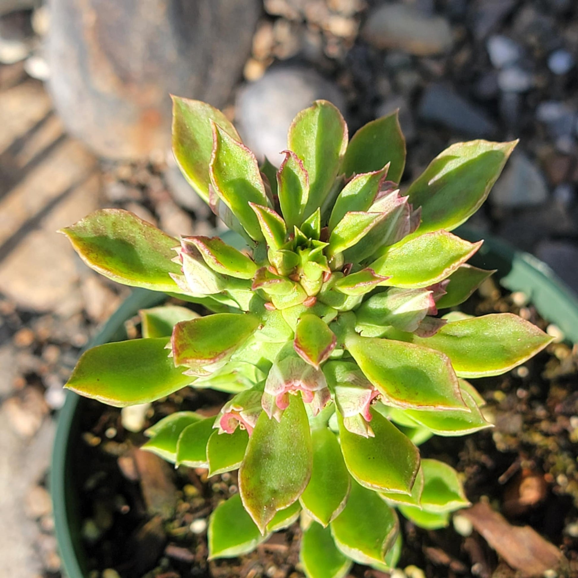 DesertScapeSucculent Succulent 4" Assorted Euphorbia  stapelioides 'Monadenium'