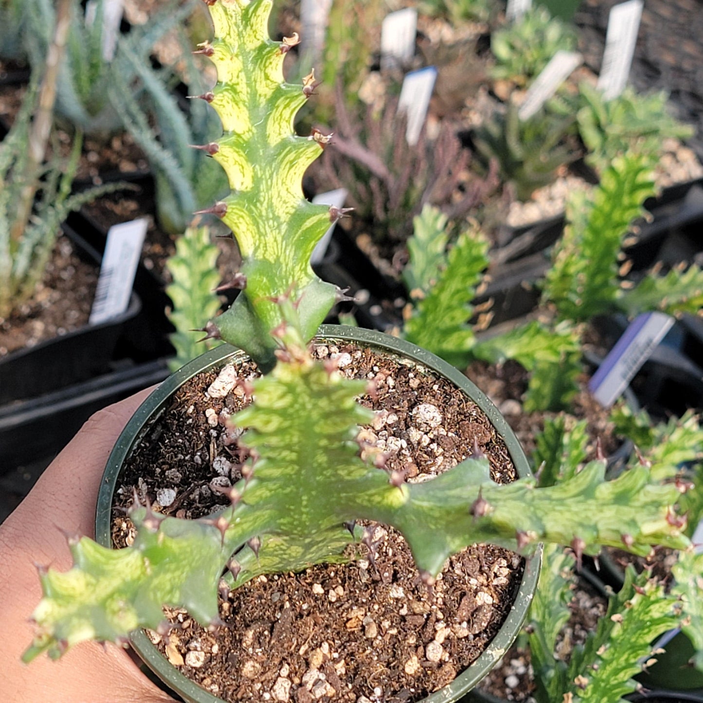 Euphorbia Super Variegated Lactea/Lacei