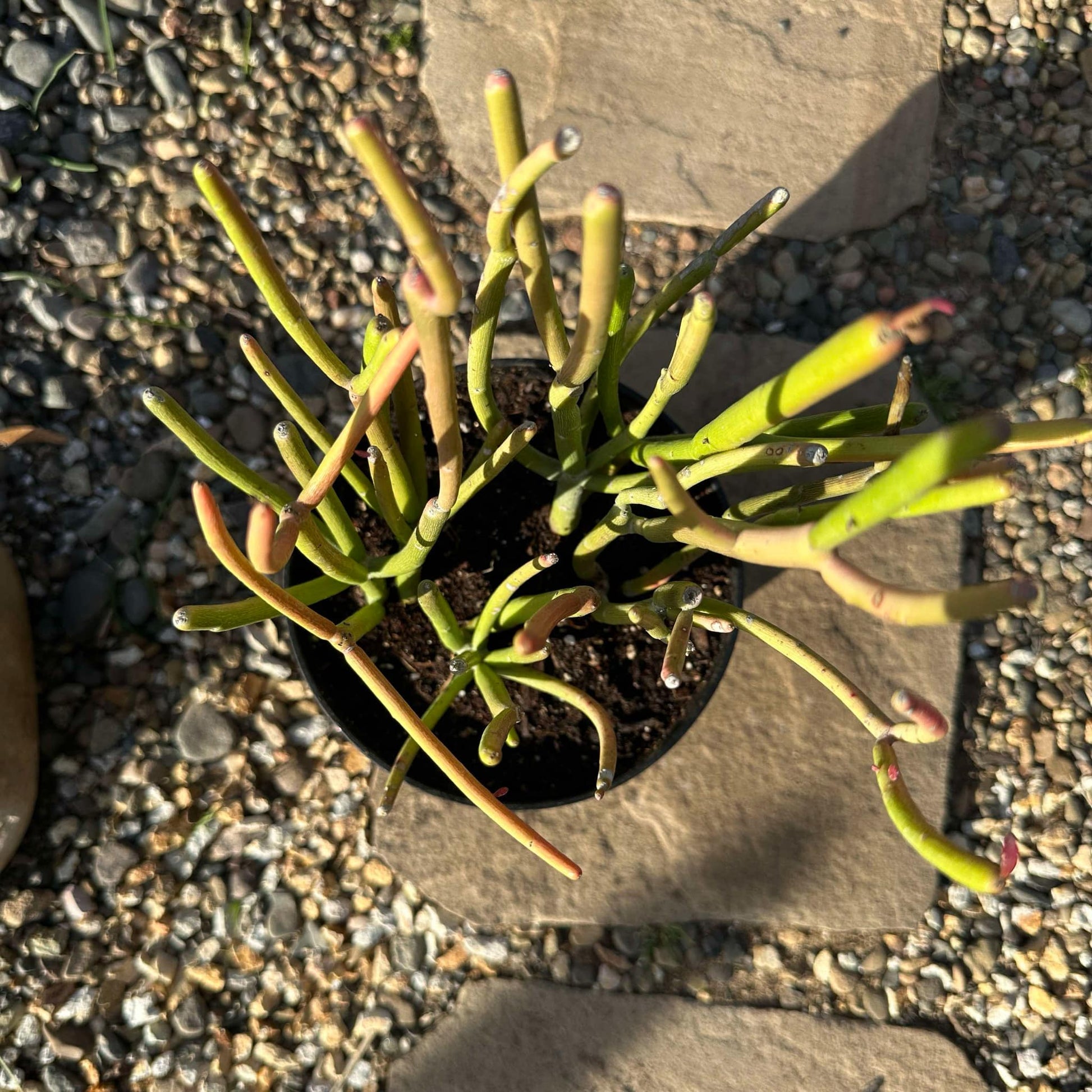 DesertScapeSucculent Succulent Euphorbia tirucalli 'Rosea' 'Sticks on Fire'