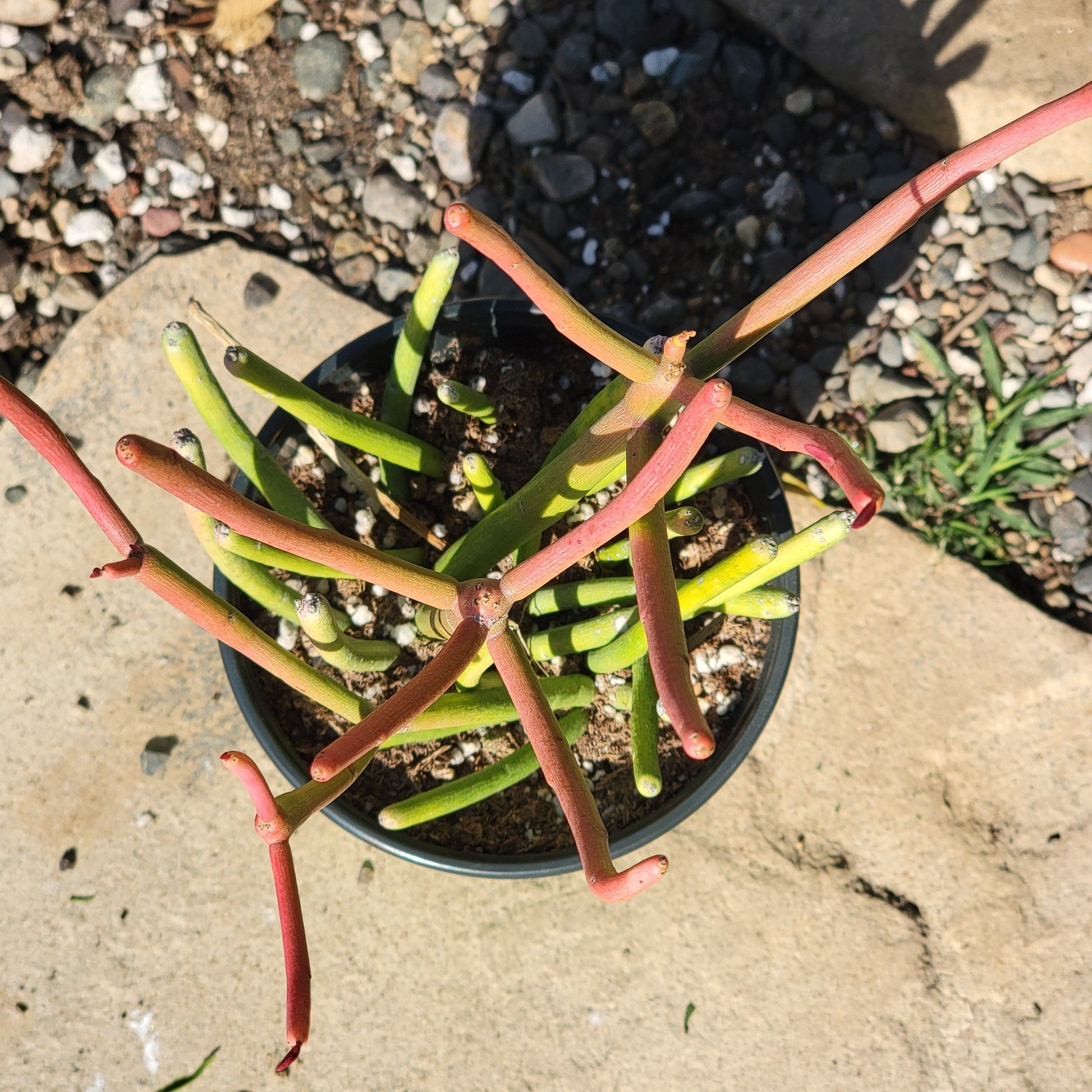 succulent sticks on fire Euphorbia tirucalli 'Rosea' 'Sticks on Fire' – DesertScapeSucculent