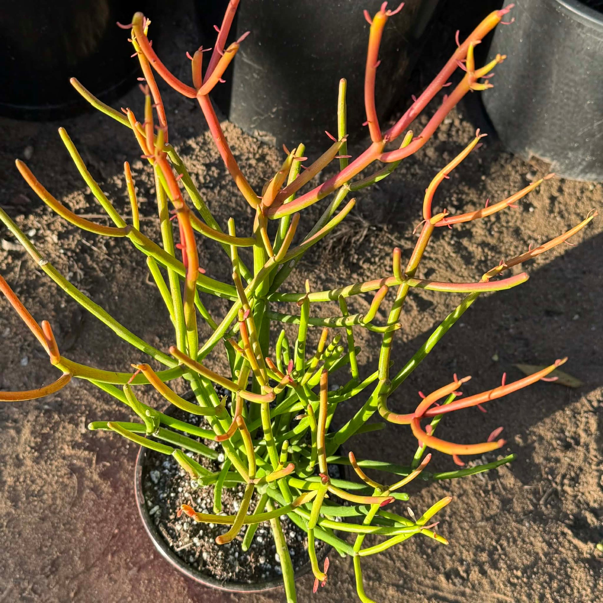 DesertScapeSucculent Succulent Euphorbia tirucalli 'Rosea' 'Sticks on Fire'