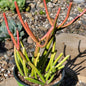 Euphorbia tirucalli 'Rosea' 'Sticks on Fire' - 4 Inch Assorted - Succulent - DesertScapeSucculent