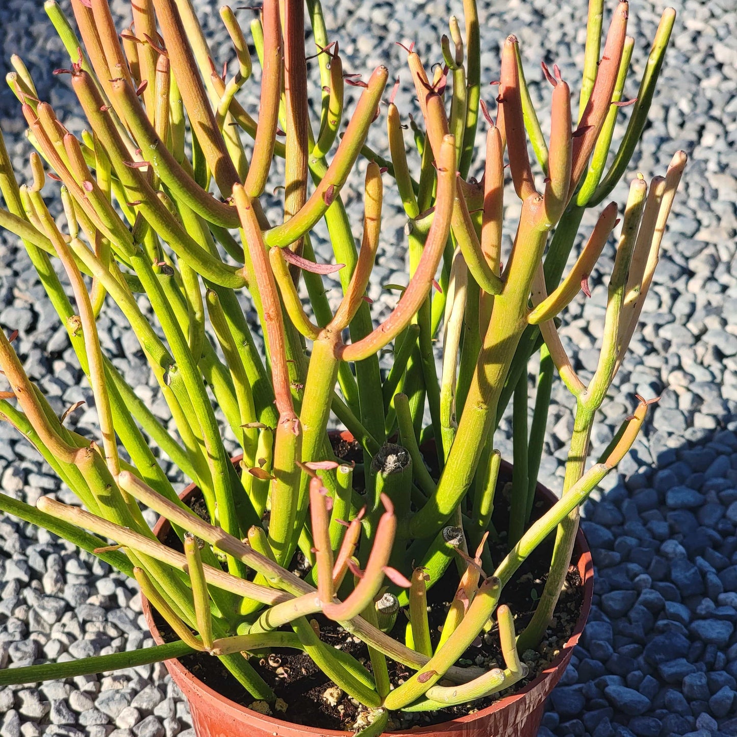 Euphorbia tirucalli 'Rosea' 'Sticks on Fire'