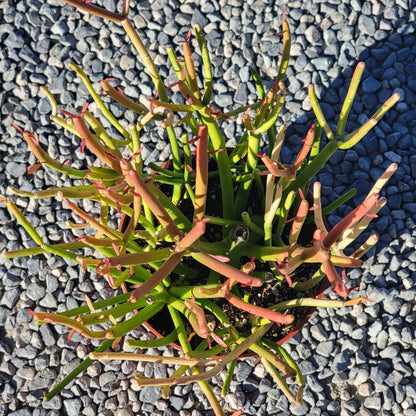 Euphorbia tirucalli 'Rosea' 'Sticks on Fire'