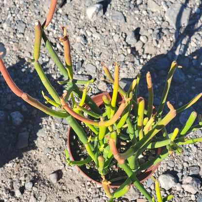 Euphorbia tirucalli 'Rosea' 'Sticks on Fire'