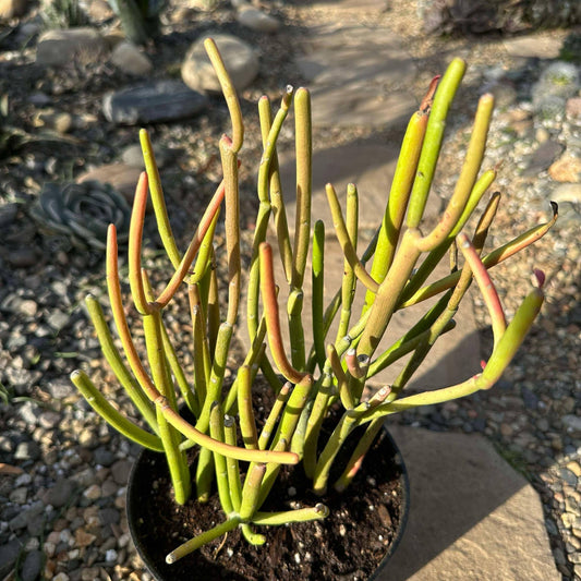 DesertScapeSucculent Succulent 6" Assorted Euphorbia tirucalli 'Rosea' 'Sticks on Fire'