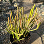 Euphorbia tirucalli 'Rosea' 'Sticks on Fire' - 6 Inch Assorted - Succulent - DesertScapeSucculent