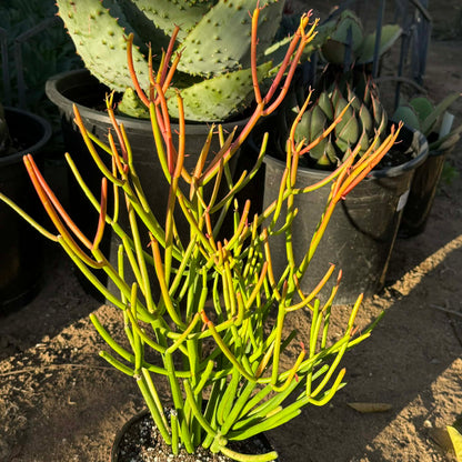 DesertScapeSucculent Succulent 6 Inch Assorted Euphorbia tirucalli 'Rosea' 'Sticks on Fire'