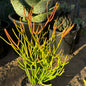 DesertScapeSucculent Succulent 6 Inch Assorted Euphorbia tirucalli 'Rosea' 'Sticks on Fire'